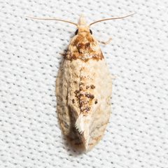 Henricus umbrabasana by (c) Ken-ichi Ueda, some rights reserved (CC BY), uploaded by Ken-ichi Ueda. Used under a CC-BY license.