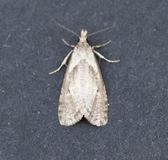 Phtheochroa waracana by (c) Jason Grant, some rights reserved (CC BY), uploaded by Jason Grant. Used under a CC-BY license.