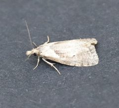 Phtheochroa waracana by (c) Jason Grant, some rights reserved (CC BY), uploaded by Jason Grant. Used under a CC-BY license.