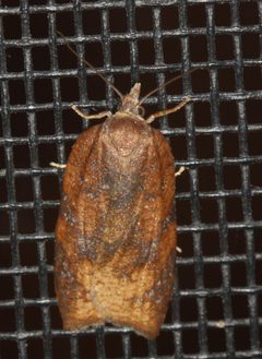 Amorbia emigratella by no rights reserved, uploaded by Scott Loarie. Used under a CC0 license.