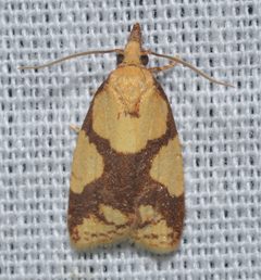 Cenopis ferreana by no rights reserved, uploaded by Chrissy McClarren and Andy Reago. Used under a CC0 license.
