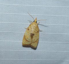Cenopis mesospila by (c) christine123, some rights reserved (CC BY), uploaded by christine123. Used under a CC-BY license.