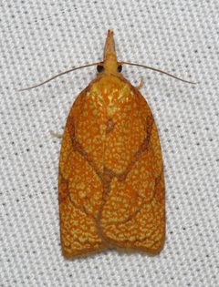 Cenopis reticulatana by (c) Nick Block, some rights reserved (CC BY), uploaded by Nick Block. Used under a CC-BY license.
