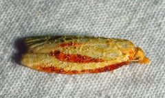 Sparganothis bistriata by (c) David Dodd, some rights reserved (CC BY), uploaded by David Dodd. Used under a CC-BY license.