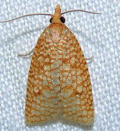 Sparganothis caryae by (c) Andy Reago & Chrissy McClarren, some rights reserved (CC BY). Used under a CC-BY license.