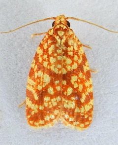 Sparganothis tessellata by (c) jimeckert49, some rights reserved (CC BY). Used under a CC-BY license.