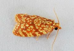 Sparganothis tessellata by (c) jimeckert49, some rights reserved (CC BY). Used under a CC-BY license.