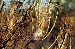 Synnoma lynosyrana by (c) 
Whitney Cranshaw, some rights reserved (CC BY). Used under a CC-BY license.