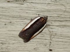 Acleris celiana by (c) Claire Moxon-Waltz, some rights reserved (CC BY), uploaded by Claire Moxon-Waltz. Used under a CC-BY license.