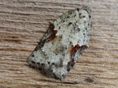 Acleris cornana by (c) Claire Moxon-Waltz, some rights reserved (CC BY), uploaded by Claire Moxon-Waltz. Used under a CC-BY license.