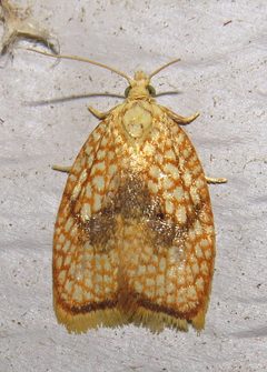 Acleris forsskaleana by (c) Nick Block, some rights reserved (CC BY), uploaded by Nick Block. Used under a CC-BY license.