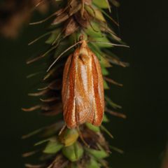 Acleris variana by (c) Adrienne van den Beemt, some rights reserved (CC BY), uploaded by Adrienne van den Beemt. Used under a CC-BY license.