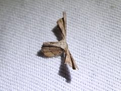 Antiplecta triangularis by (c) Sam Kieschnick, some rights reserved (CC BY), uploaded by Sam Kieschnick. Used under a CC-BY license.