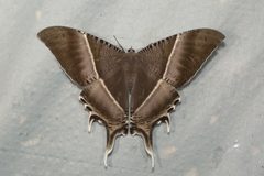 Uraniinae by (c) dhfischer, some rights reserved (CC BY), uploaded by dhfischer. Used under a CC-BY license.