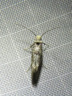 Paraswammerdamia nebulella by (c) Annika Lindqvist, some rights reserved (CC BY), uploaded by Annika Lindqvist. Used under a CC-BY license.