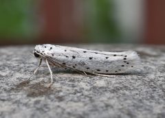 Yponomeuta cagnagella by (c) brendanboyd, some rights reserved (CC BY). Used under a CC-BY license.