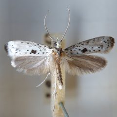 Yponomeuta plumbella by (c) portioid, some rights reserved (CC BY), uploaded by portioid. Used under a CC-BY license.