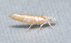 Zelleria retiniella by no rights reserved, uploaded by Chrissy McClarren and Andy Reago. Used under a CC0 license.