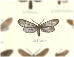 Triprocris lustrans by no rights reserved, uploaded by Andreas Manz. Used under a CC0 license.
