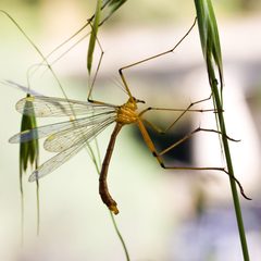 Bittacus chlorostigma by (c) Ken-ichi Ueda, some rights reserved (CC BY). Used under a CC-BY license.