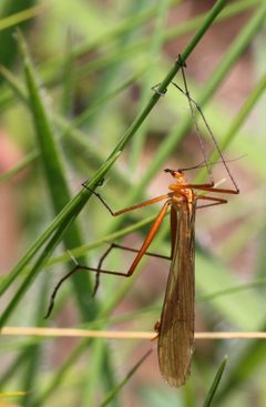 Bittacidae by (c) Alan Manson, some rights reserved (CC BY), uploaded by Alan Manson. Used under a CC-BY license.