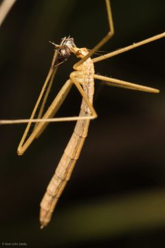 Bittacidae by (c) Ken-ichi Ueda, some rights reserved (CC BY), uploaded by Ken-ichi Ueda. Used under a CC-BY license.