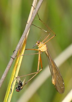 Bittacidae by (c) Alan Manson, some rights reserved (CC BY), uploaded by Alan Manson. Used under a CC-BY license.