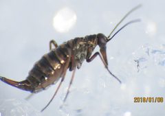 Boreus californicus by no rights reserved, uploaded by Steve Wells. Used under a CC0 license.