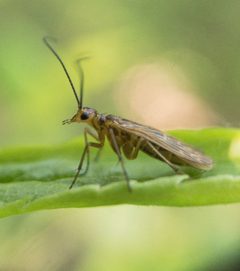 Panorpodidae by (c) Scott Morris, some rights reserved (CC BY), uploaded by Scott Morris. Used under a CC-BY license.