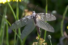 Dysmicohermes disjunctus by (c) Eric Habisch, some rights reserved (CC BY), uploaded by Eric Habisch. Used under a CC-BY license.