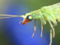 Chrysoperla comanche by (c) Darin J McGuire, some rights reserved (CC BY), uploaded by Darin J McGuire. Used under a CC-BY license.