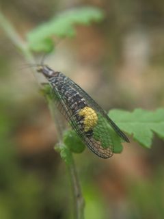 Nothochrysa californica by no rights reserved, uploaded by Alex Heyman. Used under a CC0 license.