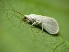 Coniopterygidae by (c) Katja Schulz, some rights reserved (CC BY). Used under a CC-BY license.
