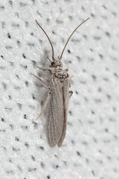Coniopterygidae by (c) Ken-ichi Ueda, some rights reserved (CC BY), uploaded by Ken-ichi Ueda. Used under a CC-BY license.