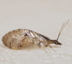 Sympherobius barberi by no rights reserved, uploaded by Jesse Rorabaugh. Used under a CC0 license.
