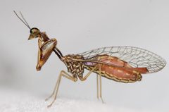 Mantispidae by (c) Justin Williams, some rights reserved (CC BY), uploaded by Justin Williams. Used under a CC-BY license.