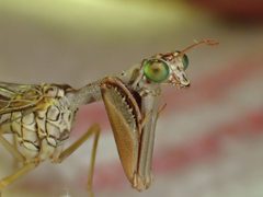 Mantispinae by (c) Julien Renoult, some rights reserved (CC BY), uploaded by Julien Renoult. Used under a CC-BY license.