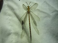 Brachynemurus irregularis by (c) Sam Kieschnick, some rights reserved (CC BY), uploaded by Sam Kieschnick. Used under a CC-BY license.