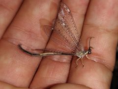 Clathroneuria by (c) Daniel S., some rights reserved (CC BY), uploaded by Daniel S.. Used under a CC-BY license.