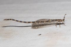 Clathroneuria by (c) Ken-ichi Ueda, some rights reserved (CC BY), uploaded by Ken-ichi Ueda. Used under a CC-BY license.