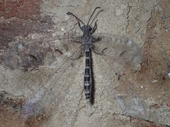 Euptilon ornatum by (c) John P Friel, some rights reserved (CC BY), uploaded by John P Friel. Used under a CC-BY license.