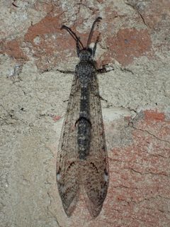 Euptilon ornatum by (c) John P Friel, some rights reserved (CC BY), uploaded by John P Friel. Used under a CC-BY license.