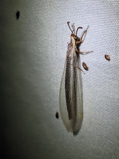 Myrmeleon texanus by (c) Eric Knight, some rights reserved (CC BY), uploaded by Eric Knight. Used under a CC-BY license.
