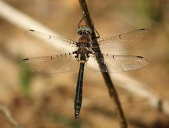 Helocordulia selysii by (c) mayfly1963, some rights reserved (CC BY), uploaded by mayfly1963. Used under a CC-BY license.