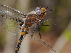 Helocordulia selysii by (c) Matt Muir, some rights reserved (CC BY). Used under a CC-BY license.