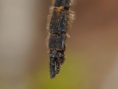 Helocordulia selysii by (c) Matt Muir, some rights reserved (CC BY). Used under a CC-BY license.