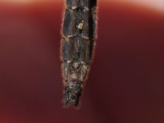 Helocordulia selysii by (c) Matt Muir, some rights reserved (CC BY). Used under a CC-BY license.