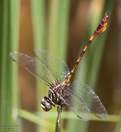 Aphylla protracta by (c) John Rosford, some rights reserved (CC BY), uploaded by John Rosford. Used under a CC-BY license.