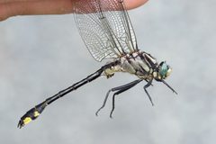 Gomphurus fraternus by (c) Owen Strickland, some rights reserved (CC BY), uploaded by Owen Strickland. Used under a CC-BY license.