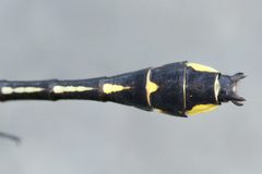 Gomphurus fraternus by (c) Owen Strickland, some rights reserved (CC BY), uploaded by Owen Strickland. Used under a CC-BY license.
